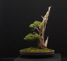 sawara cypress